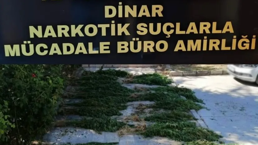 Dinar'da Ormanlık Alanda 'Uyuşturucu Tarlası' Ortaya Çıkarıldı